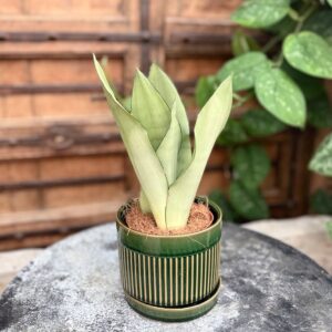 Sansevieria trifasciata 'Moonshine', större ung planta