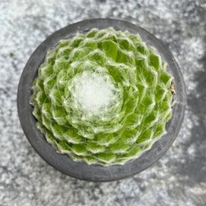 Sempervivum arachnoideum, ung planta