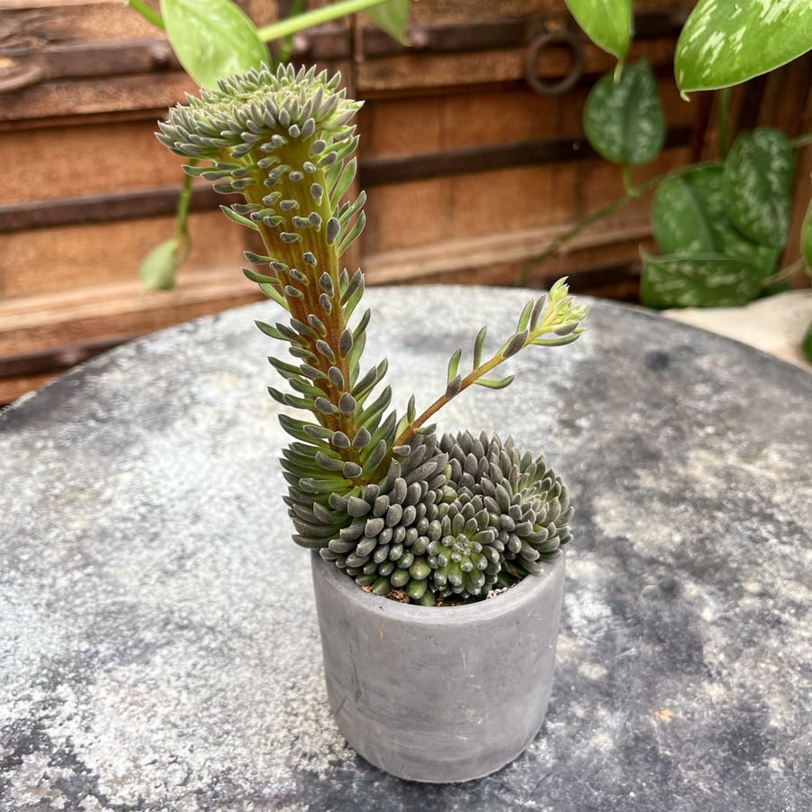 Sinocrassula yunnanensis, ung planta