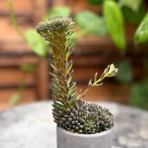 Sinocrassula yunnanensis, ung planta