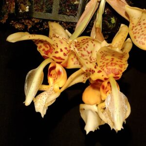 Stanhopea shuttleworthii, blommor