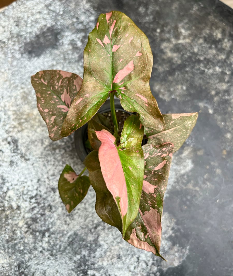 Syngonium podophyllum 'Pink Splash', blad
