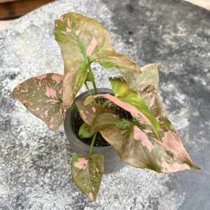 Syngonium podophyllum 'Pink Splash', ung planta