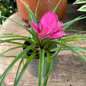 Tillandsia cyanea 'Josee', blommande