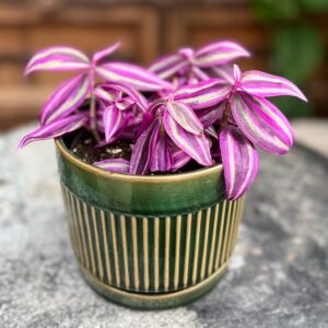 Tradescantia zebrina 'Pink Paradise', större ung planta