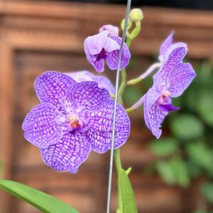 Vanda hybrid, blå, blomma