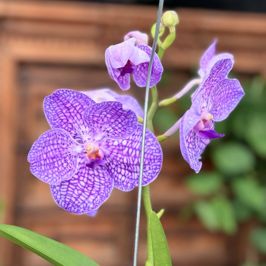 Vanda hybrid, blå, blomma