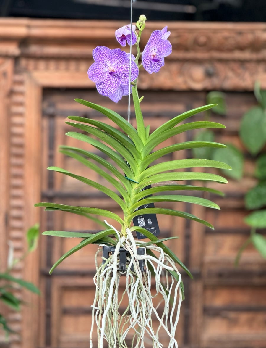 Vanda hybrid, blå, blommande planta i korg