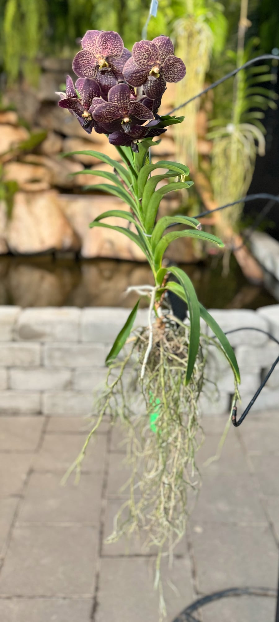 Vanda-hybrid, lila-gul, blommande planta