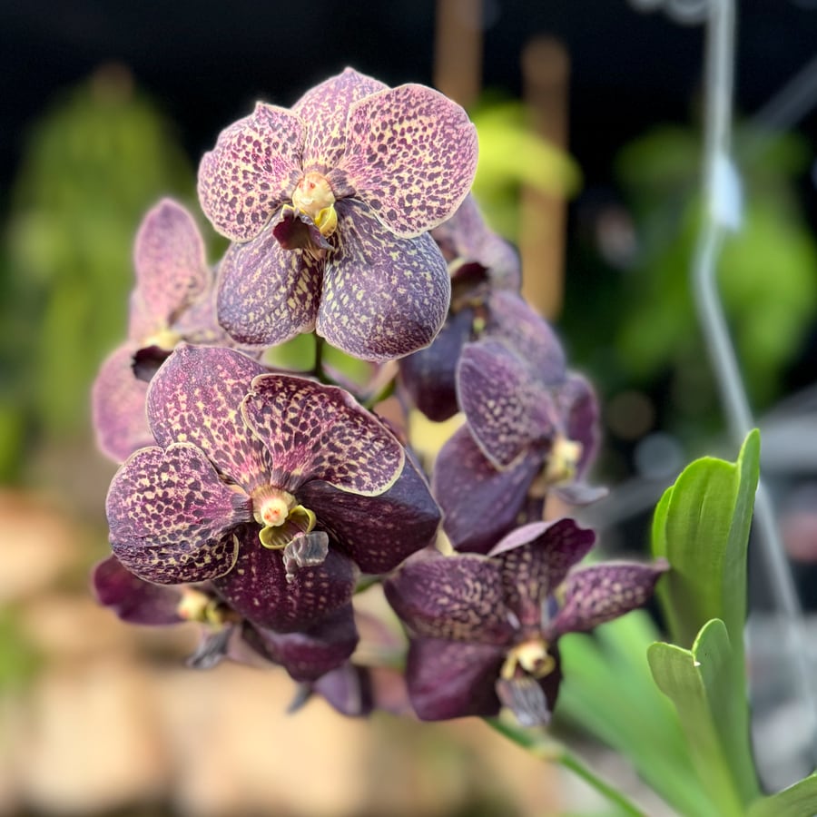 Vanda-hybrid, lila-gul, blommor