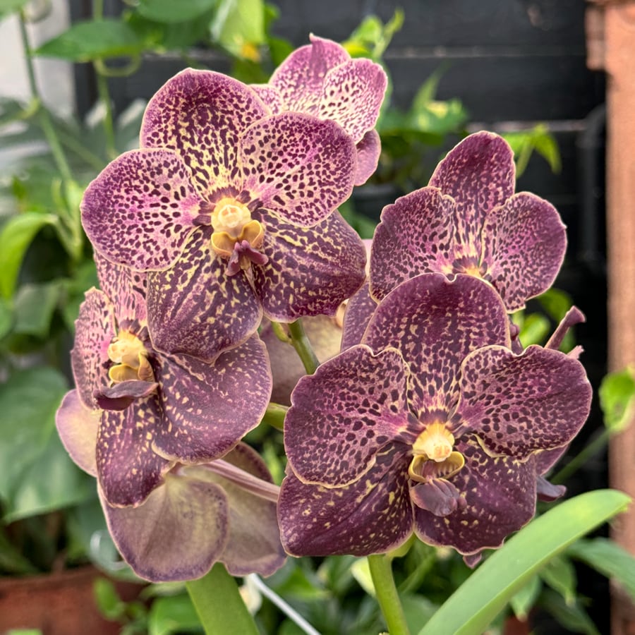 Vanda-hybrid, lila-gul