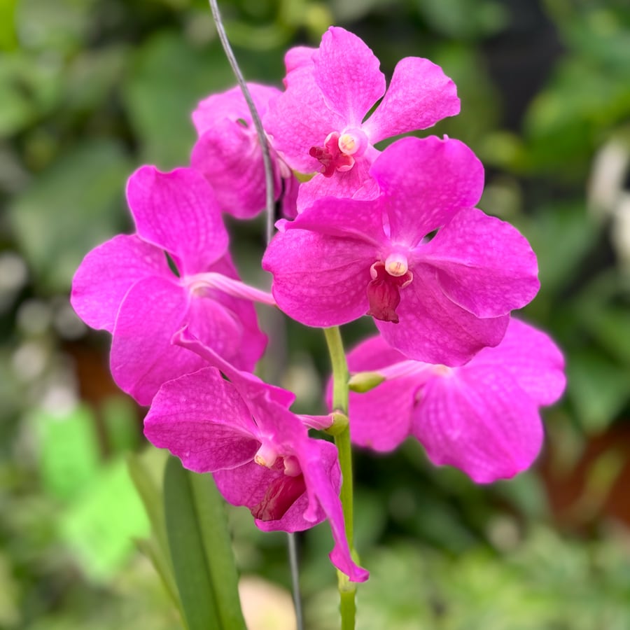 Vanda hybrid, rosa, blomma