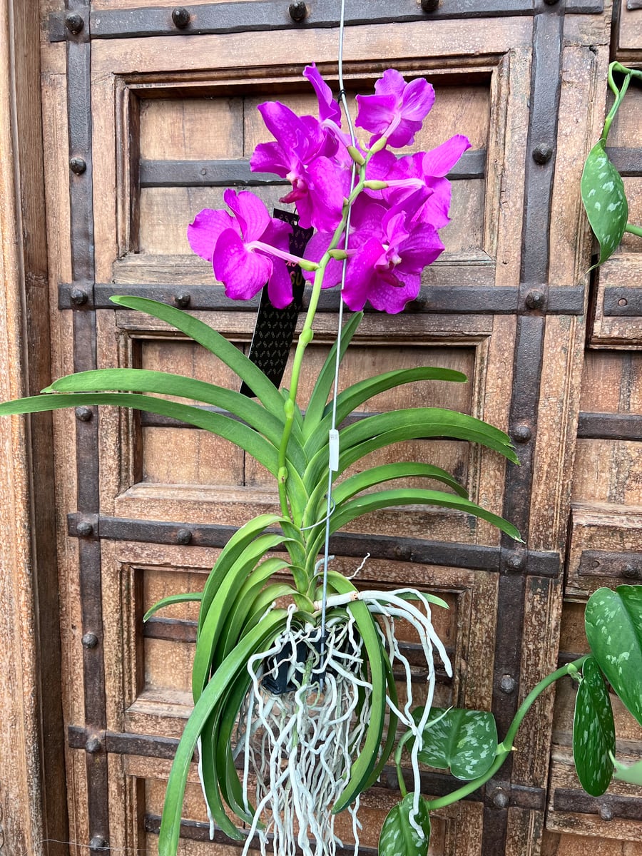 Vanda hybrid, rosa, blommande planta