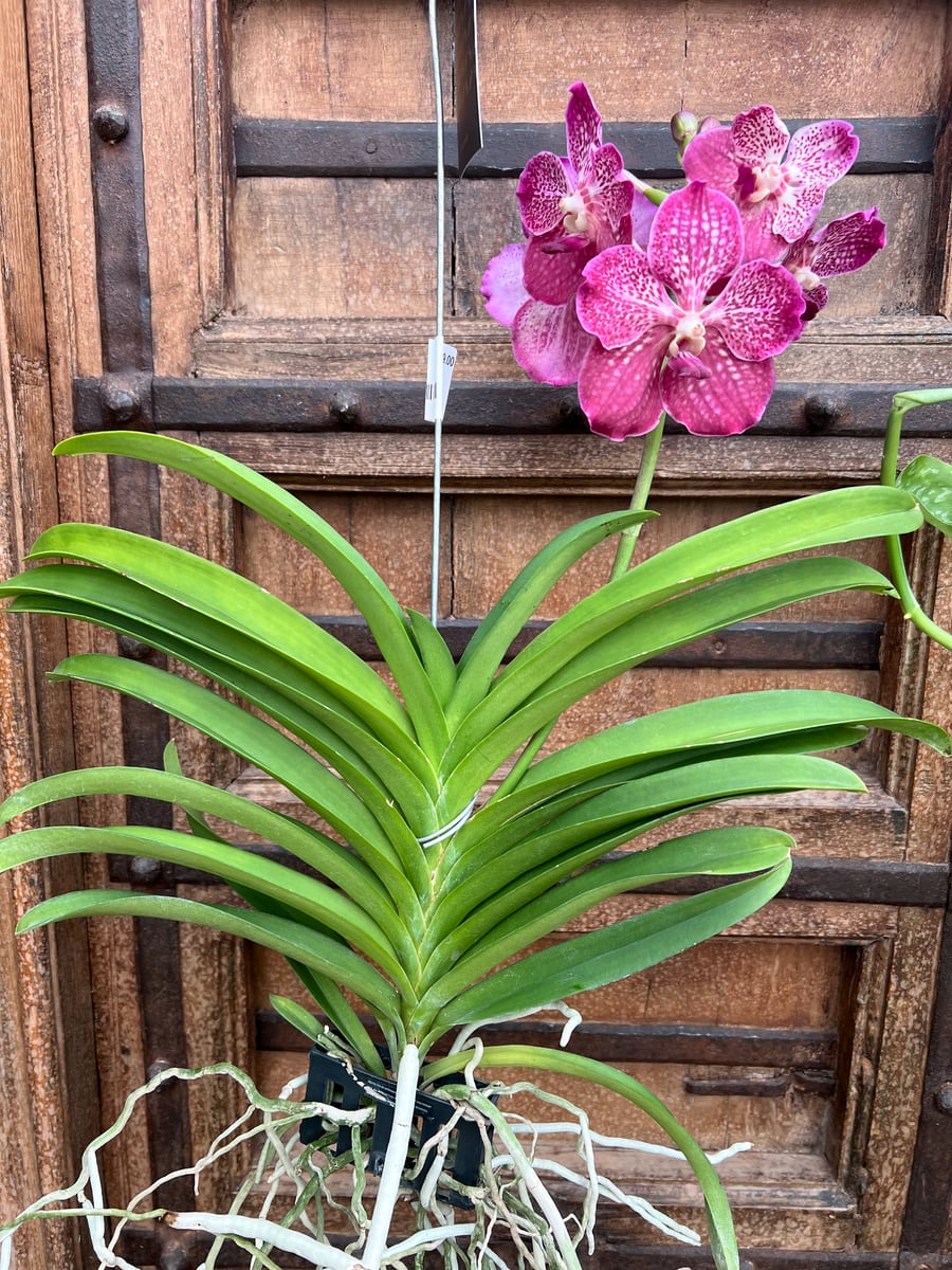 Vanda-hybrid, vinröd, blommande planta