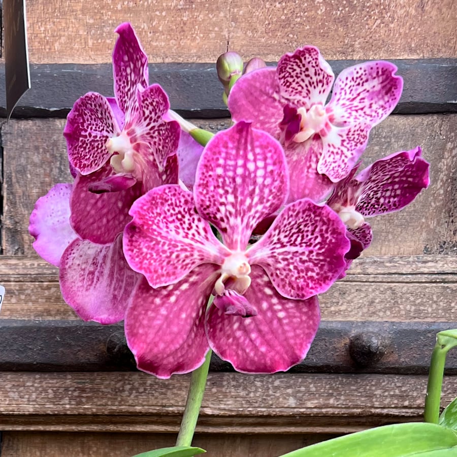 Vanda-hybrid, vinröd, blommor