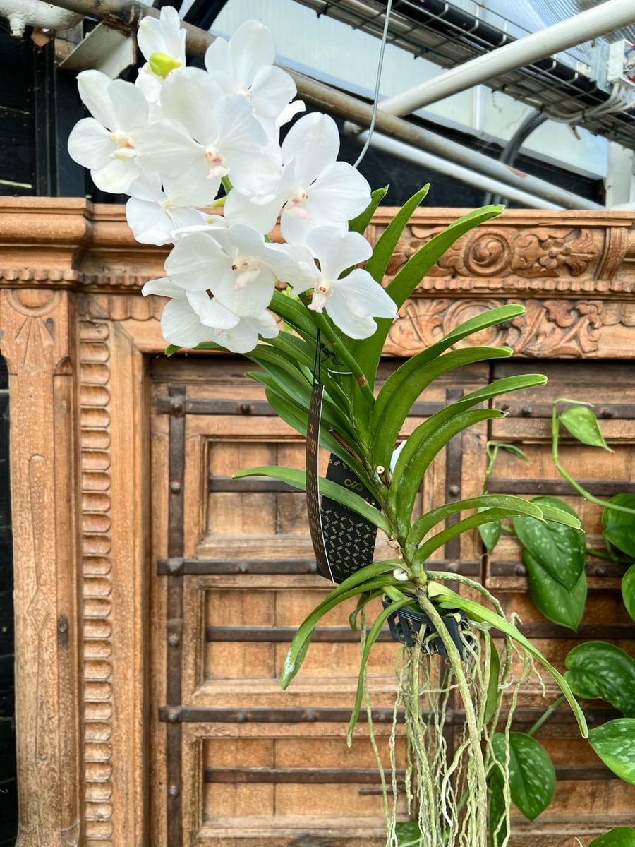 Vanda hybrid, vit, blommande planta