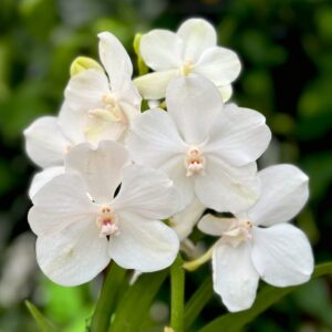 Vanda hybrid, vit, blommor