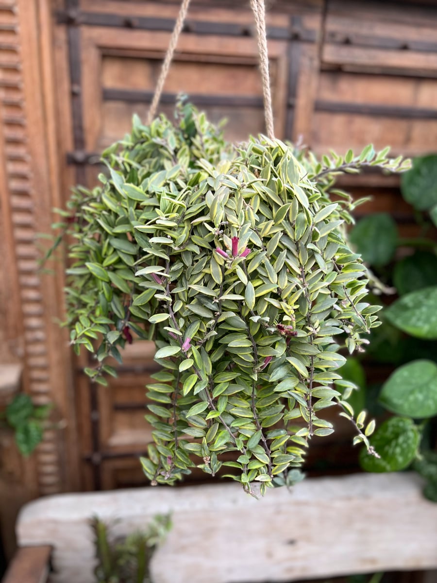 Ampel av vass, med Ampelfackla