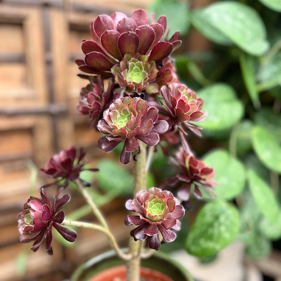 Aeonium arboreum, rosetter och blad