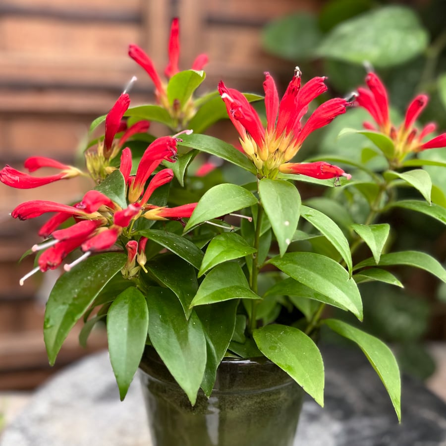 Aeschynanthus speciosus 'Carina', blommor