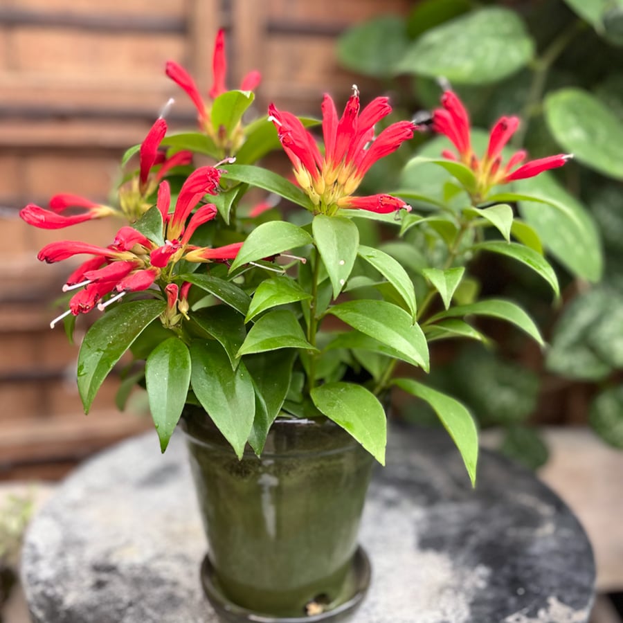 Aeschynanthus speciosus 'Carina', i blom