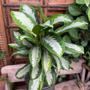 Aglaonema commutatum 'Diamond Bay', blad