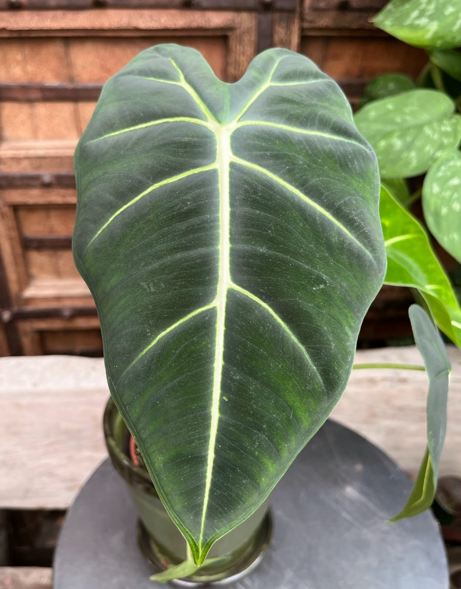 Alocasia micholitziana 'Frydek', blad