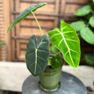 Alocasia micholitziana 'Frydek', vuxen planta