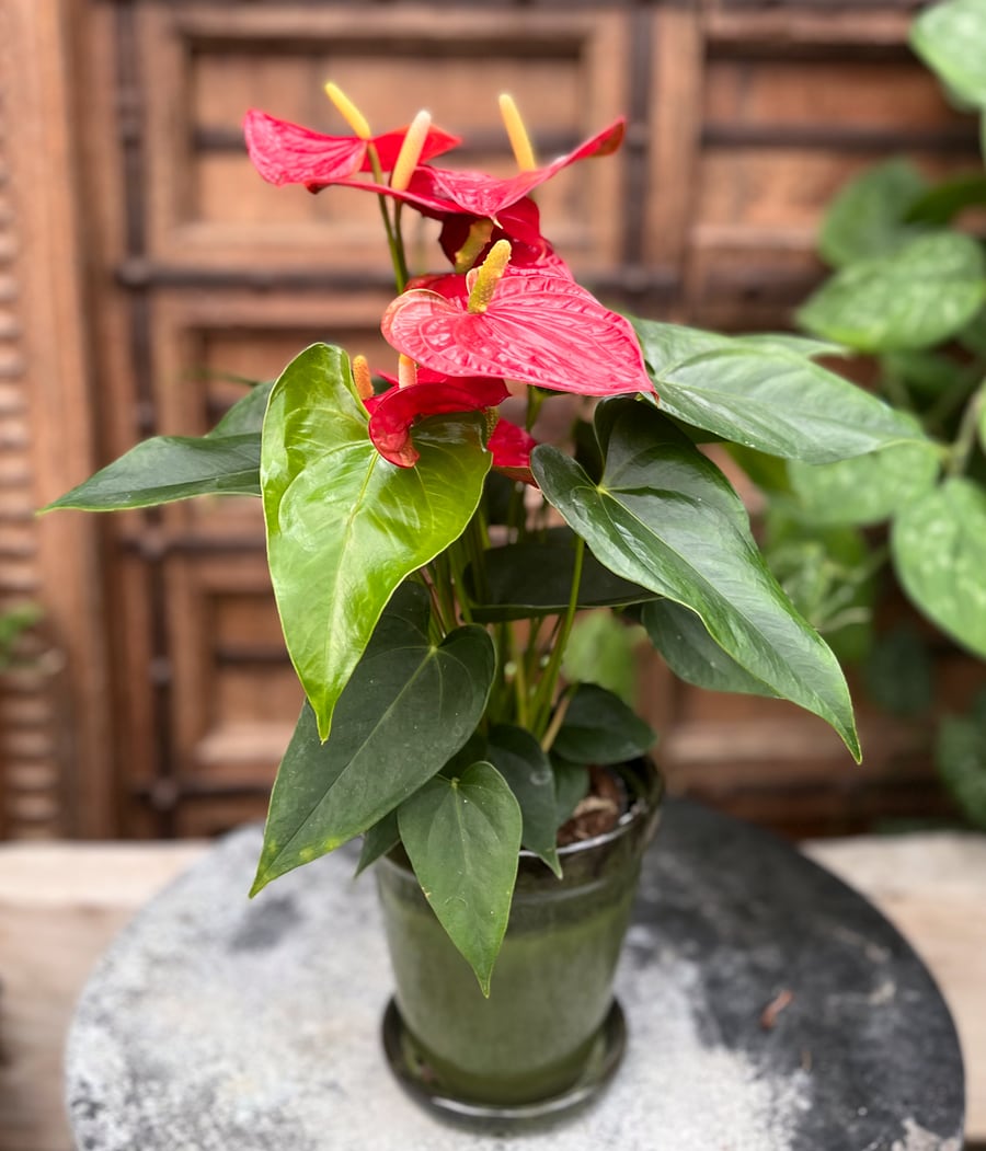 Anthurium andraeanum 'Karma Red', i blom