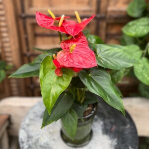 Anthurium andraeanum 'Karma Red', med blommor