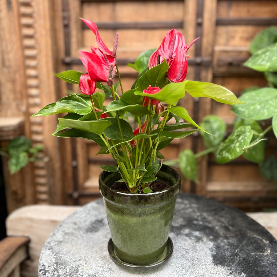 Anthurium andraeanum 'Lava' - Bild 2