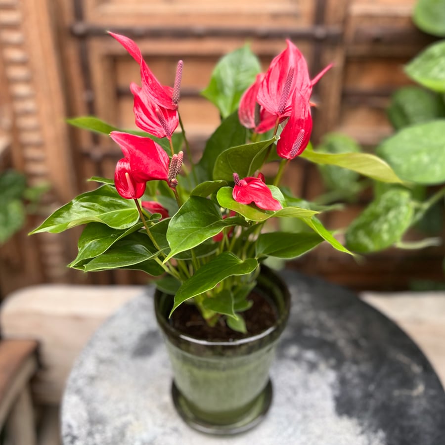 Anthurium andraeanum 'Lava', med blommor