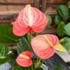 Anthurium andraeanum 'Livium Orange', blommor