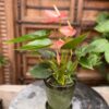 Anthurium andraeanum 'Livium Orange', i blom