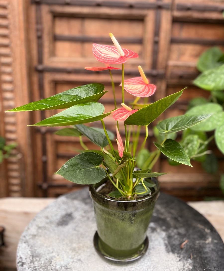 Anthurium andraeanum 'Livium Orange', i blom