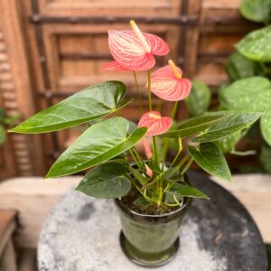 Anthurium andraeanum 'Livium Orange', med blommor