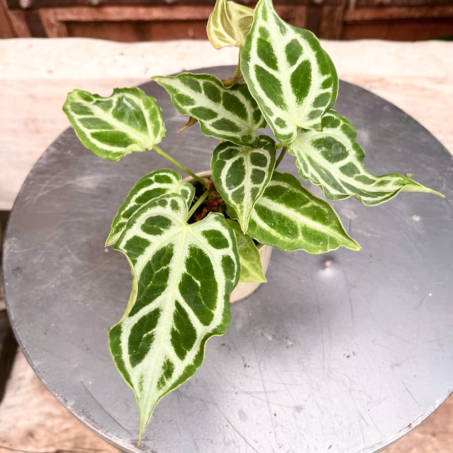 Anthurium crystallinum 'Crystal Hope', blad