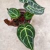 Anthurium crystallinum, blad