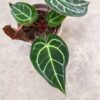Anthurium crystallinum, blad