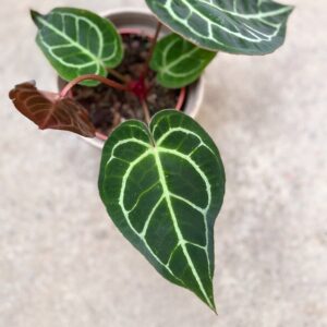 Anthurium crystallinum, blad