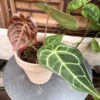 Anthurium crystallinum, vuxen planta