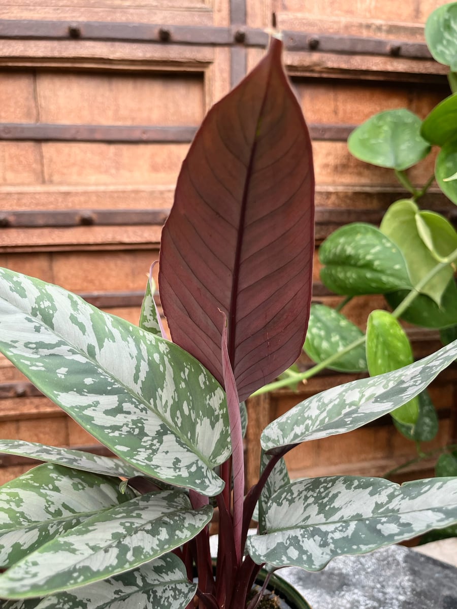 Apoballis acuminatissima, blad