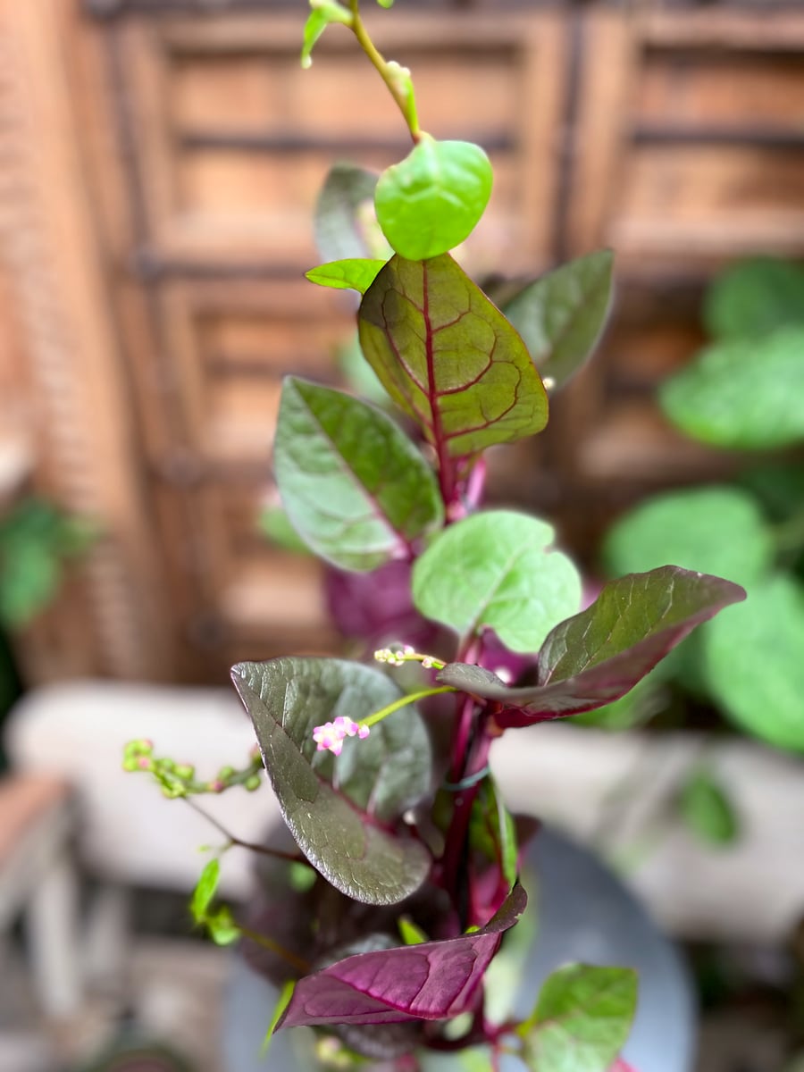 Basella alba 'Rosebud', gren med blommor