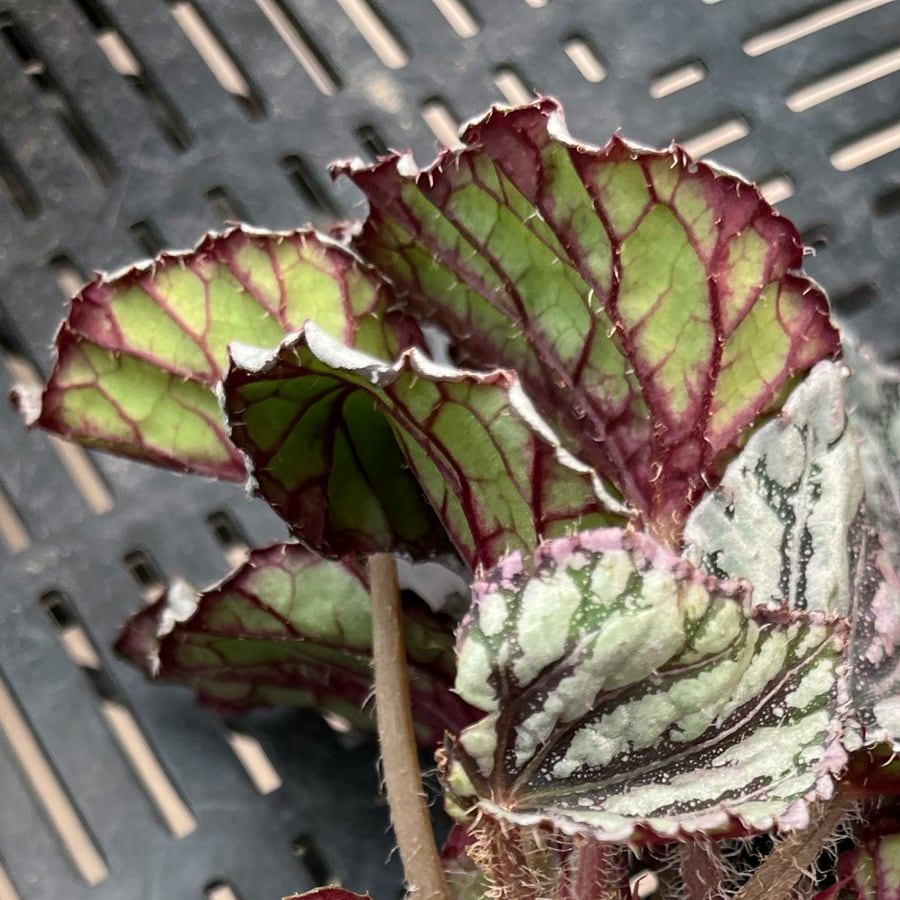 Begonia Rex 'Dew Drop', bladbaksida