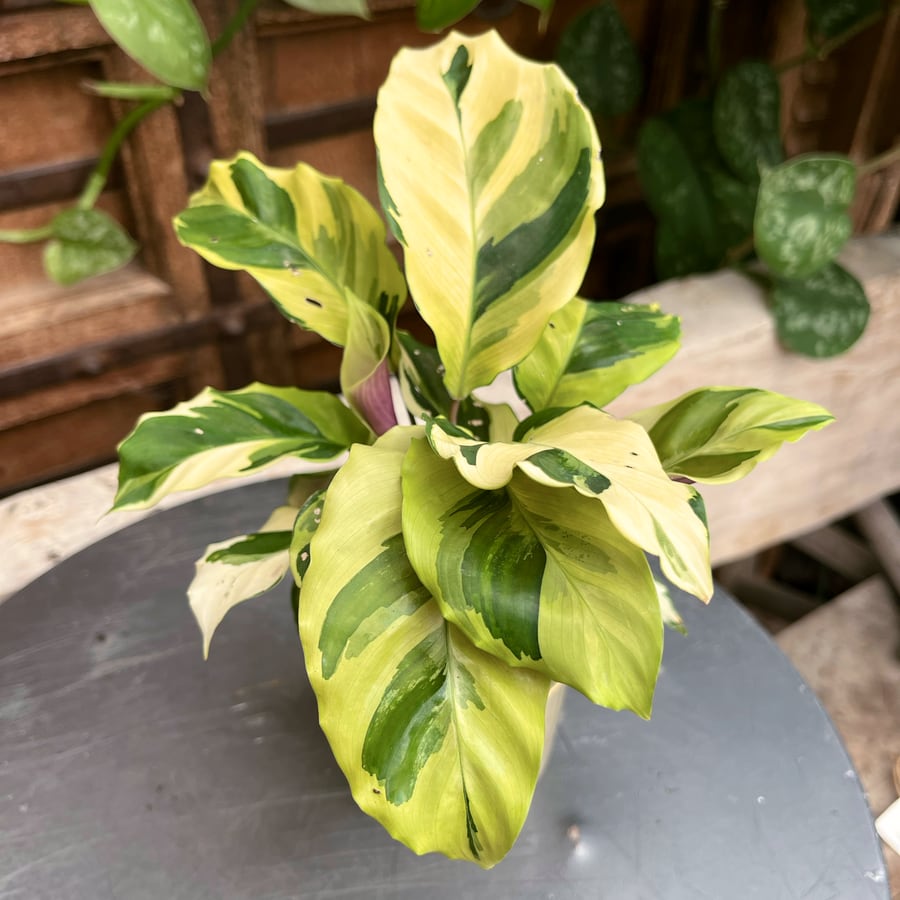 Calathea lietzei 'Yellow Miracle', blad