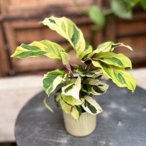 Calathea lietzei 'Yellow Miracle', ung planta