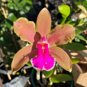 Cattleya bicolor 'Colibri Bronze', blomma