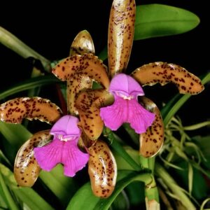 Cattleya tigrina, blommor