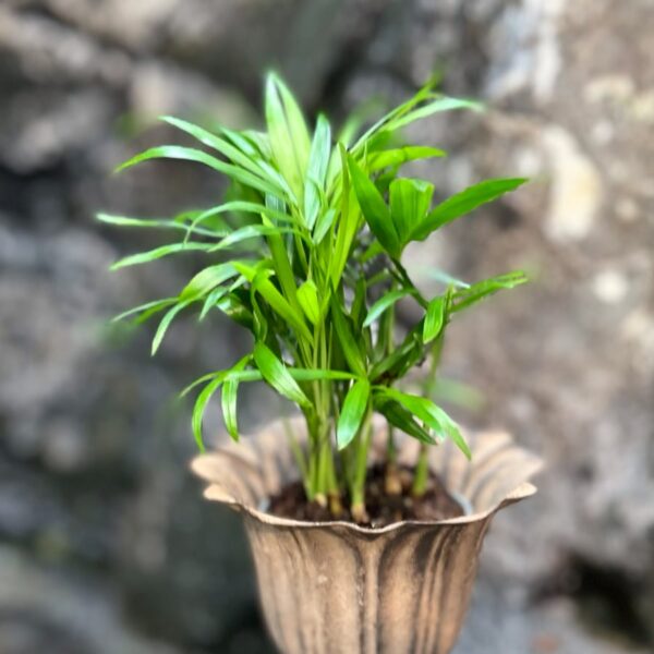 Chamaedorea elegans, ung planta