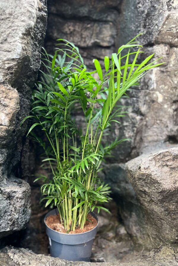 Chamaedorea elegans, vuxen planta